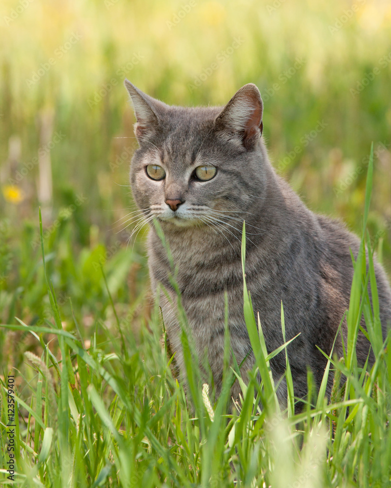 Blue tabby cat sitting in the shade of a tree in spring grass