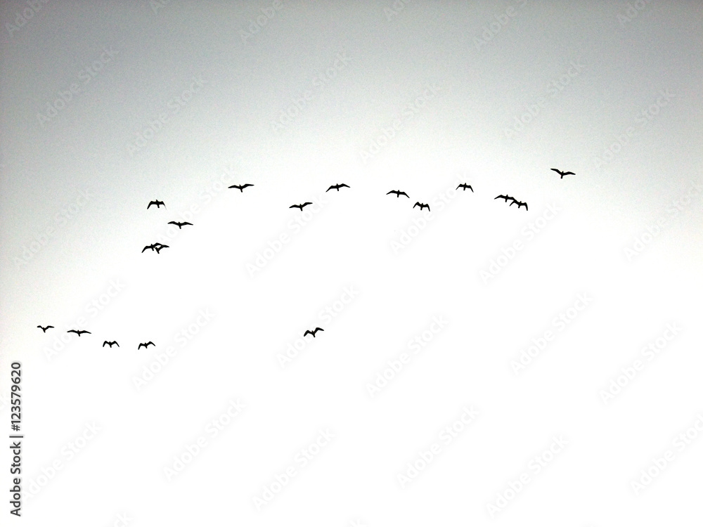 Naklejka premium Stado mew w locie