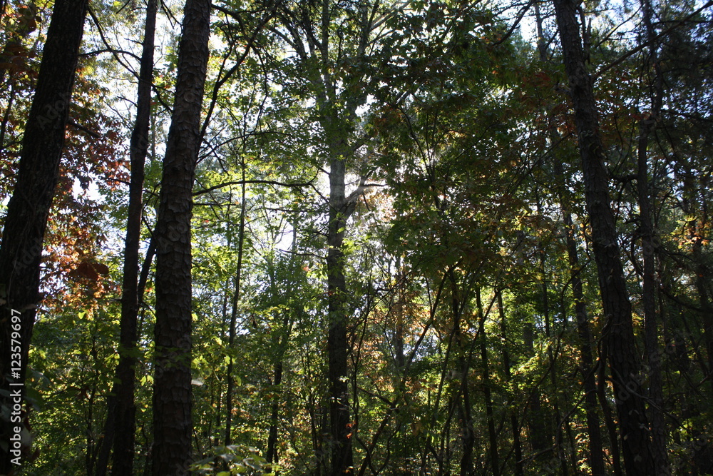 Wooded Sky Wooded Sky