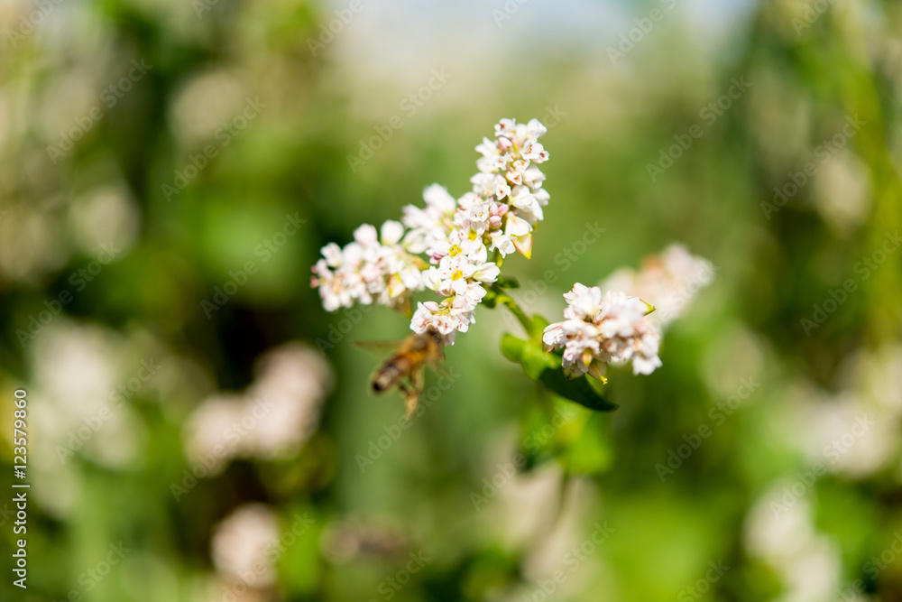 blooming buckwheat blooming buckwheat