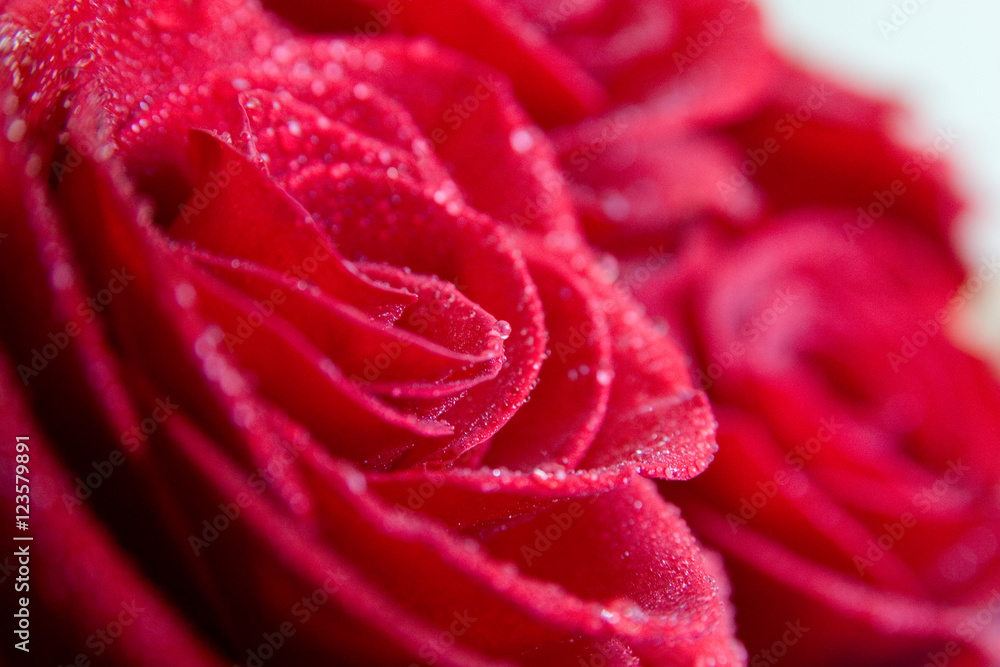 81946 Rose with water drops 81946 Rose with water drops