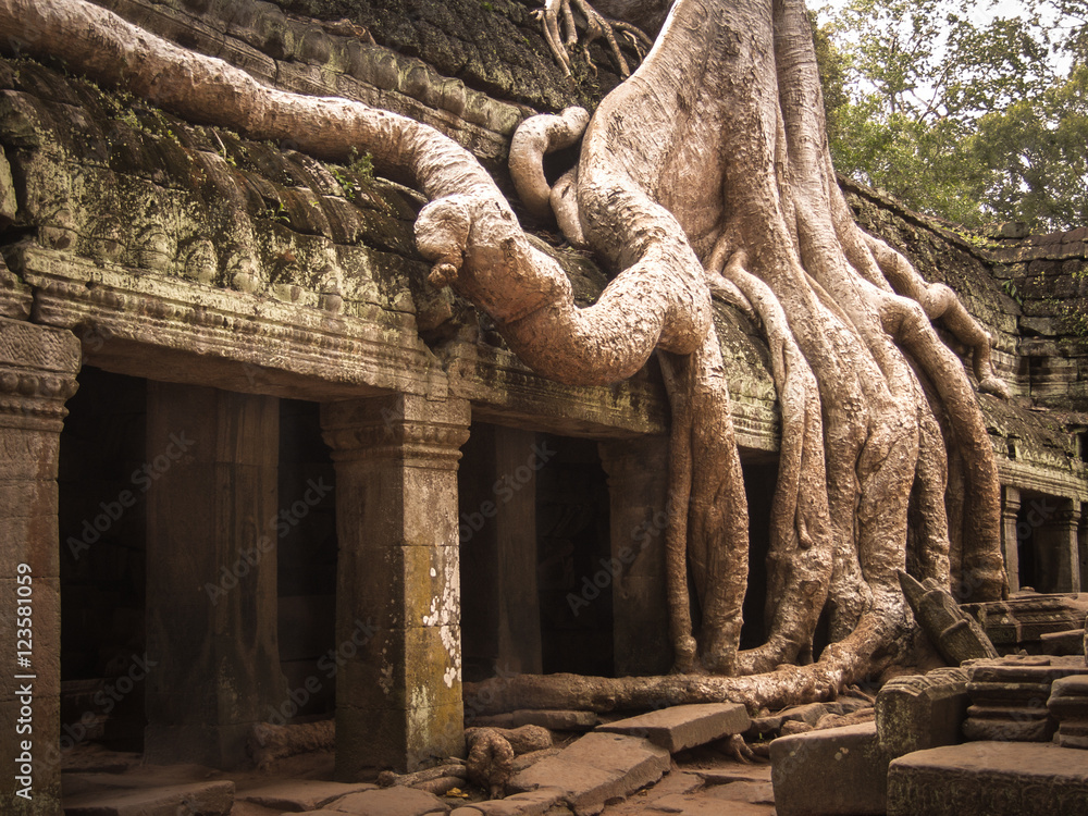 Cambodia - Ta Prohm Trees
