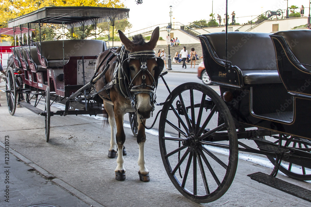 Fototapeta premium Mula con carruaje 