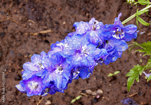 Rain Covered Blue Delphinium Flower with Rich Soaked Soil