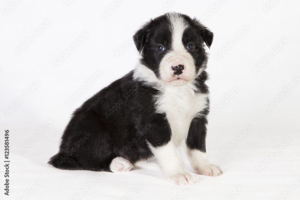 Cachorro de Border Collie