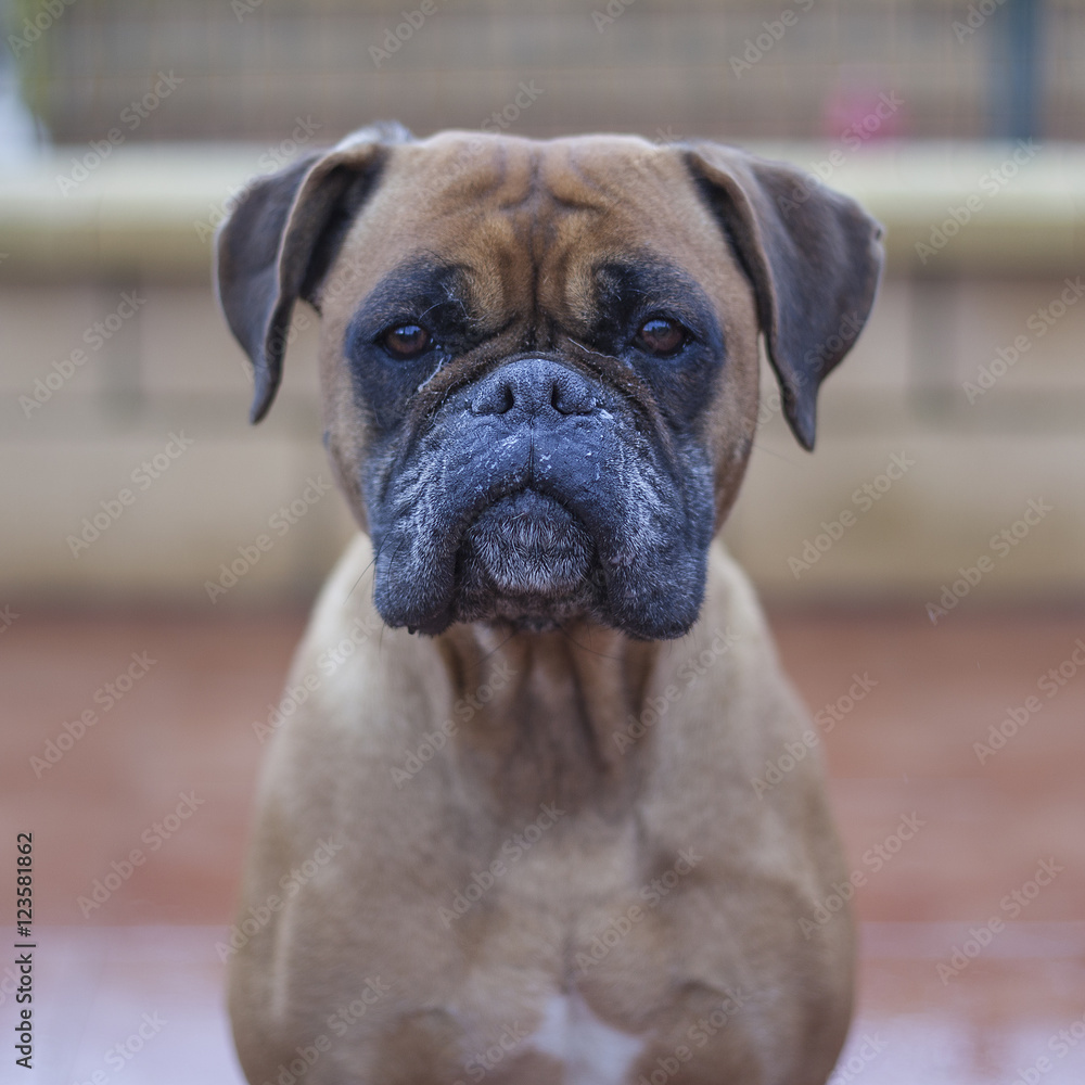 Fototapeta premium Retrato de perro Boxer