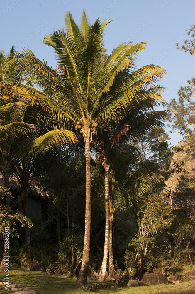 Obraz premium Mountain Pine Ridge Reserve, Trees