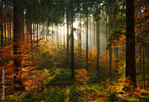 Autumn, Forest Illuminated by Sunbeams through Fog, Leafs Changing Colour