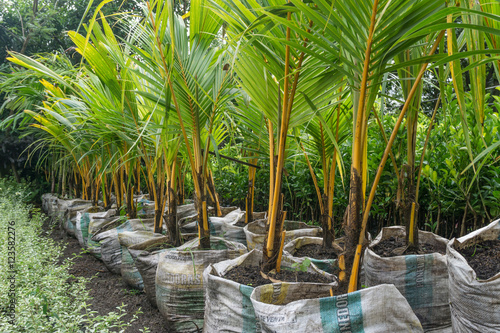 coconut tree in nursery bags ready to be planted photo