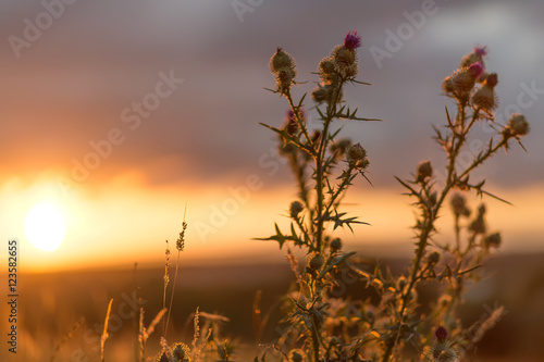 Thistle in a Highland Sunset photo