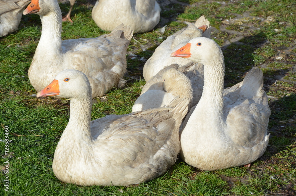 Gänse in der Gruppe Gänse in der Gruppe