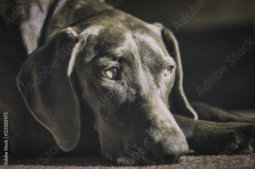 German shorthaired pointer looks thoughtful