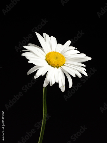 Fototapeta Naklejka Na Ścianę i Meble -  Beautiful Daisy isolated on a black background.