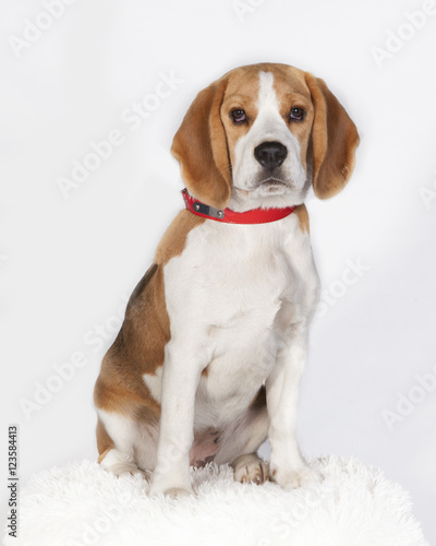Fototapeta Naklejka Na Ścianę i Meble -  Retrato de perrita Beagle