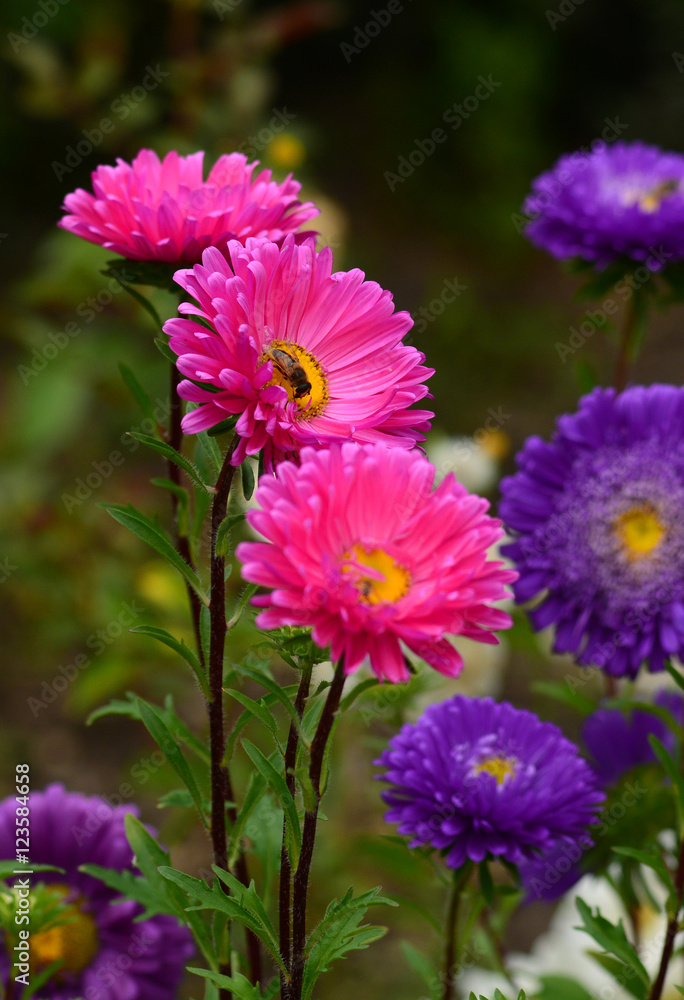 Vibrant Asters blooming in the garden Vibrant Asters blooming in the garden