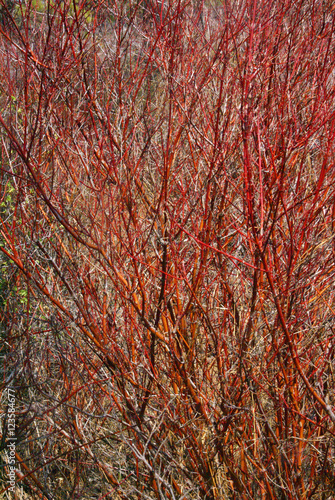 Detail, Red osier dogwood branches