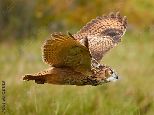 Turkoman Eagle Owl in flight photo