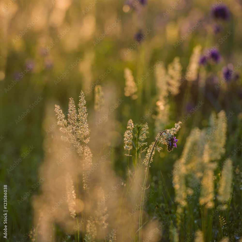 wild flowers and grass