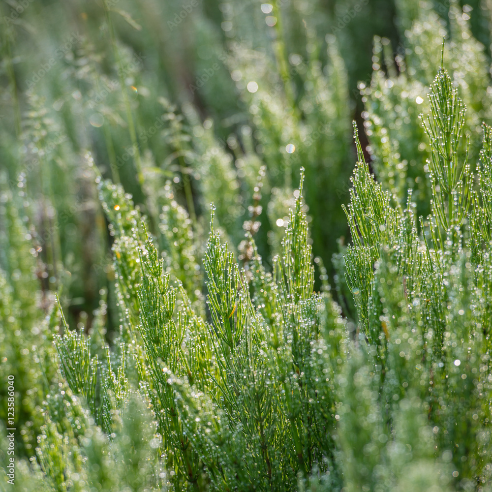 horsetail herb horsetail herb