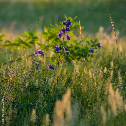 wild flowers and grass