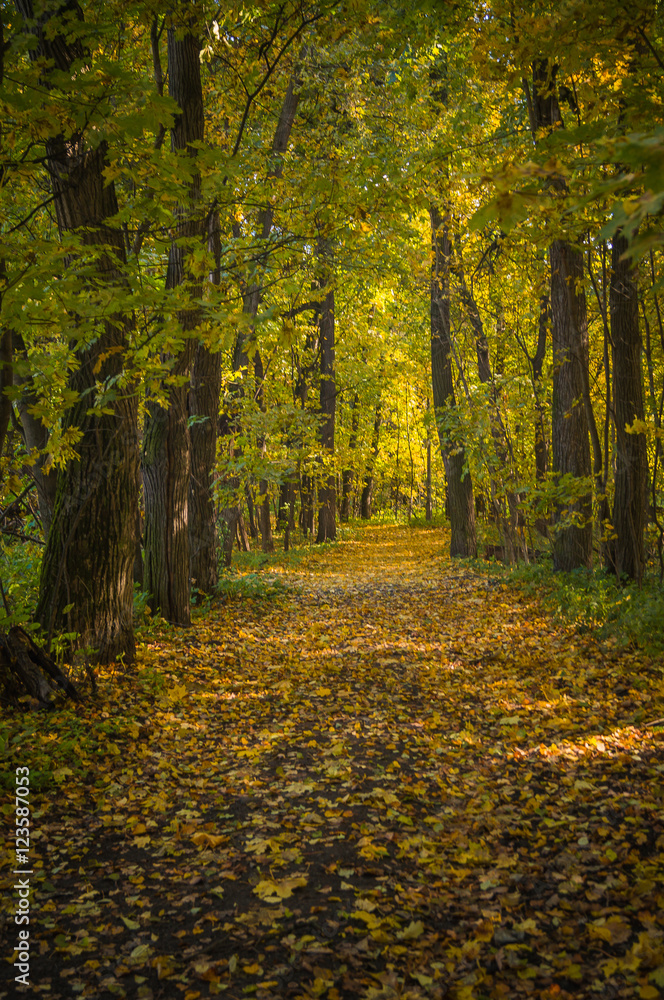 Obraz premium Golden autumn in the forest.