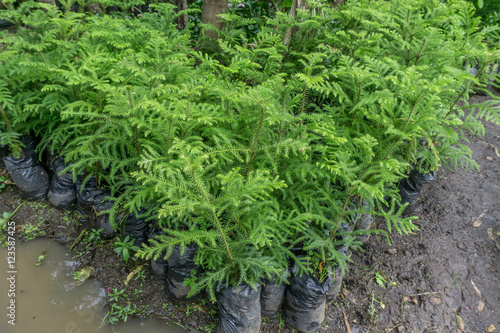 young plants in nursery bags