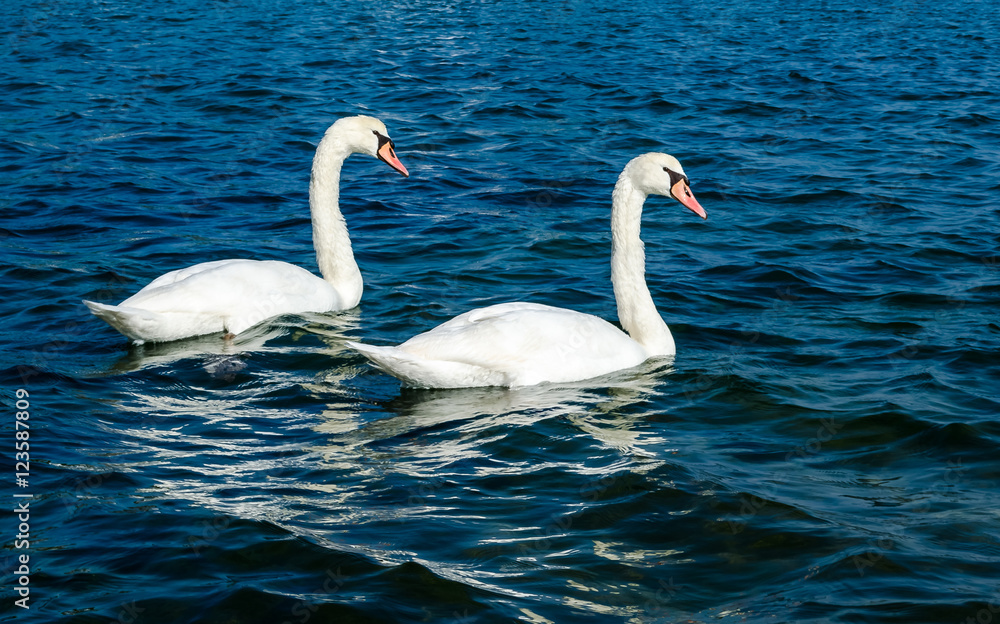 Fototapeta premium Mute swan - Cygnus olor
