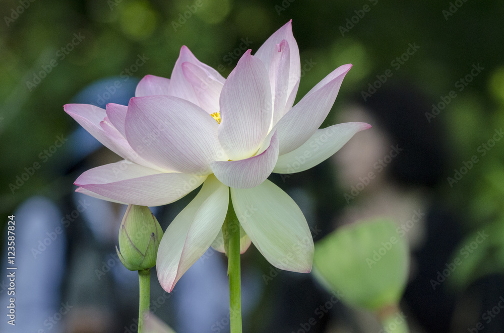 Lotus in full bloom, side view Lotus in full bloom, side view