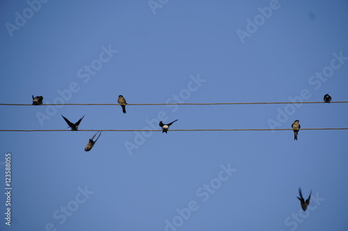 too many swallows on a wire with blue sky