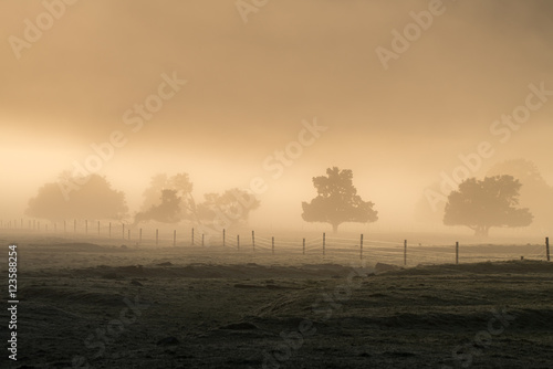 Morning fog at Fox Glacier photo