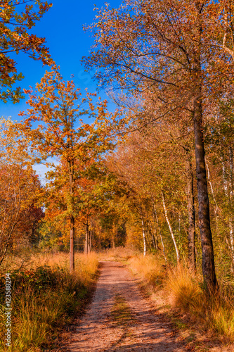 autumn forest landscape.  Golden autumn scenery. Autumn. Fall. A