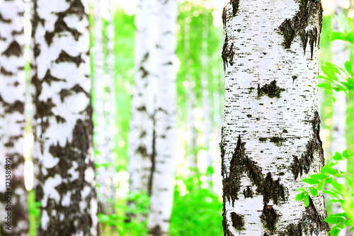 summer in birch forest