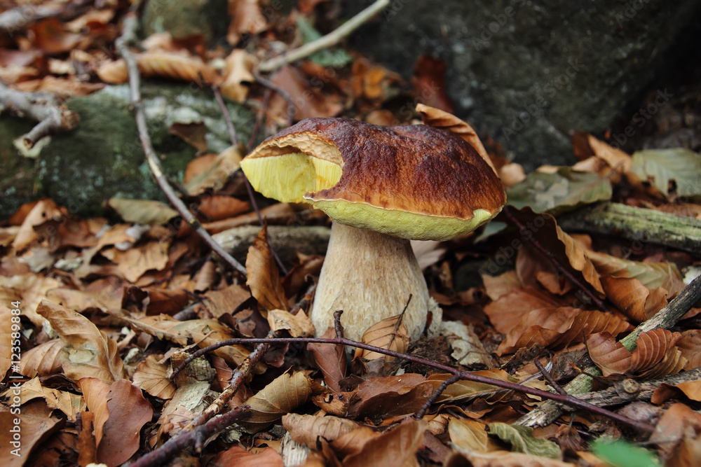 mushroom boletus edulis mushroom boletus edulis