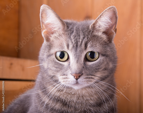 Fotografie, Obraz Closeup of a blue tabby cat, with a rustic wooden background