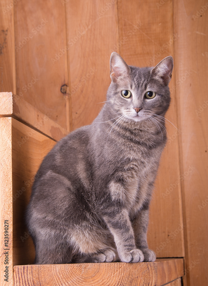 Blue tabby cat sitting on rustic wooden steps