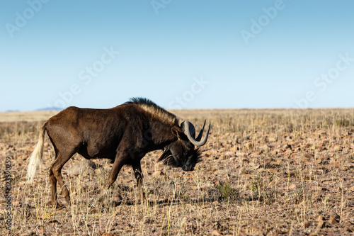 Fototapeta Naklejka Na Ścianę i Meble -  Single Black Wildebeest in the field