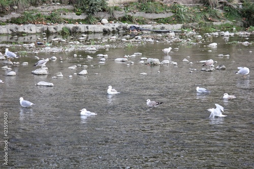 Чайки на реке ловят рыбу