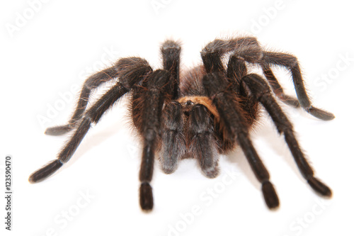 Oklahoma Brown tarantula on white background; focus on eyes