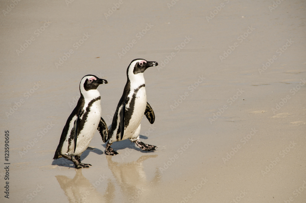 Obraz premium penguins