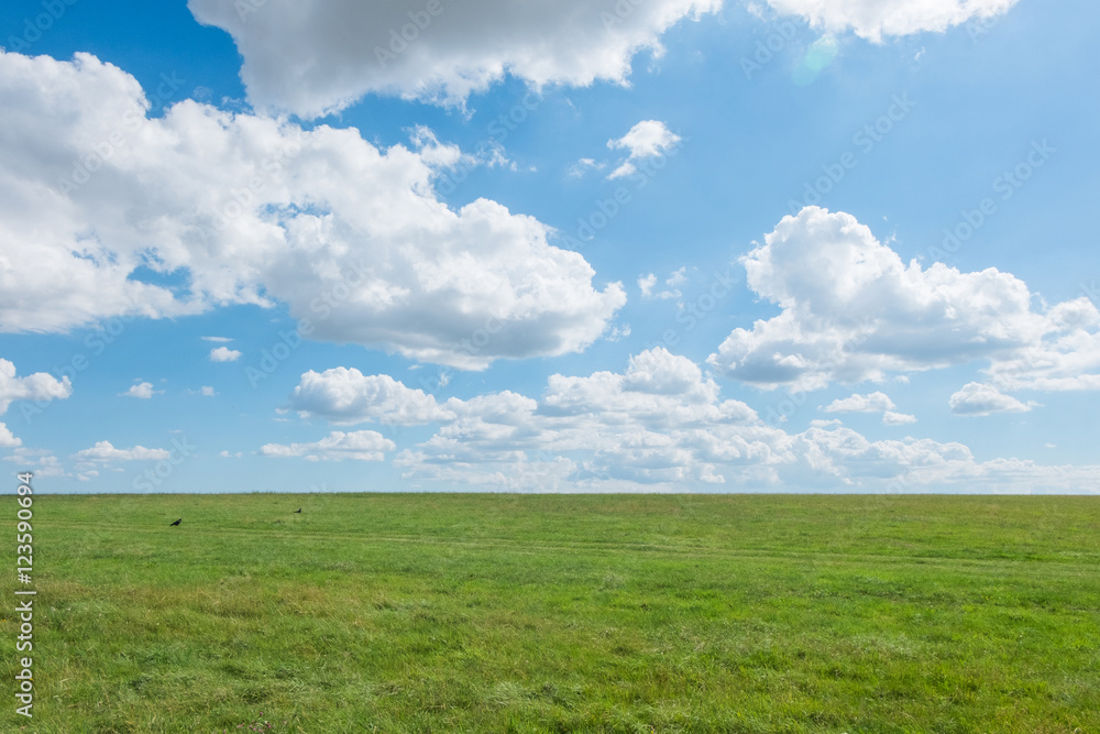 grass field with blue sky. rural landscape