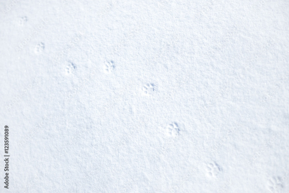 Paw Prints in the Snow - obrazy, fototapety, plakaty 
