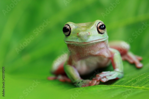 Dumpy frog © kuritafsheen
