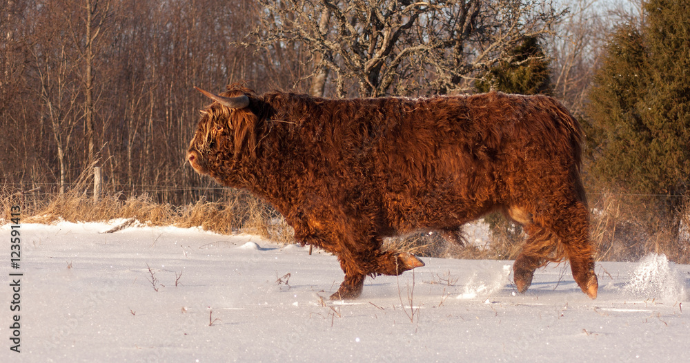 Scottish Highland Bull Scottish Highland Bull