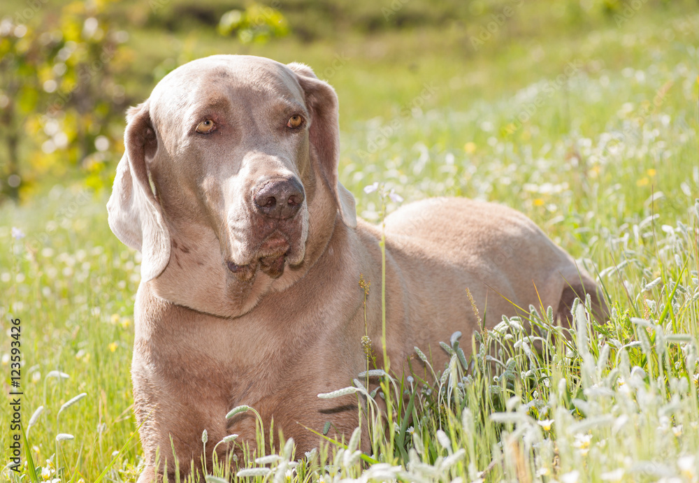 Weimaraner dog resting in grass in spring