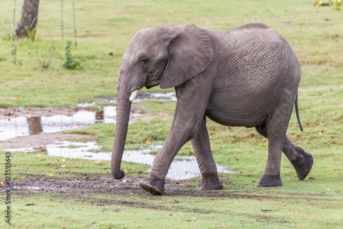 Small Elephant Playing in the Water