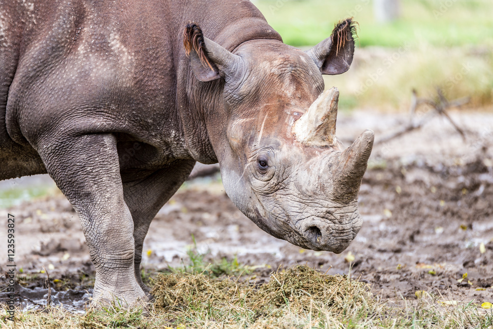 Rhino Looking Forward