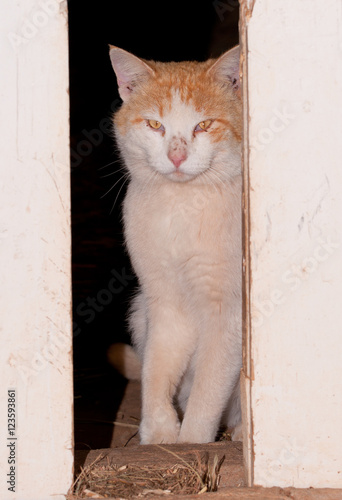 White and ginger tomcat looking through barn doors © pimmimemom