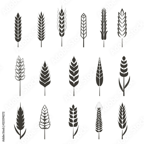 Set of simple wheat ears icons and design elements for beer, organic local farm fresh food, bakery themed design, wheat grain. Wheat vector