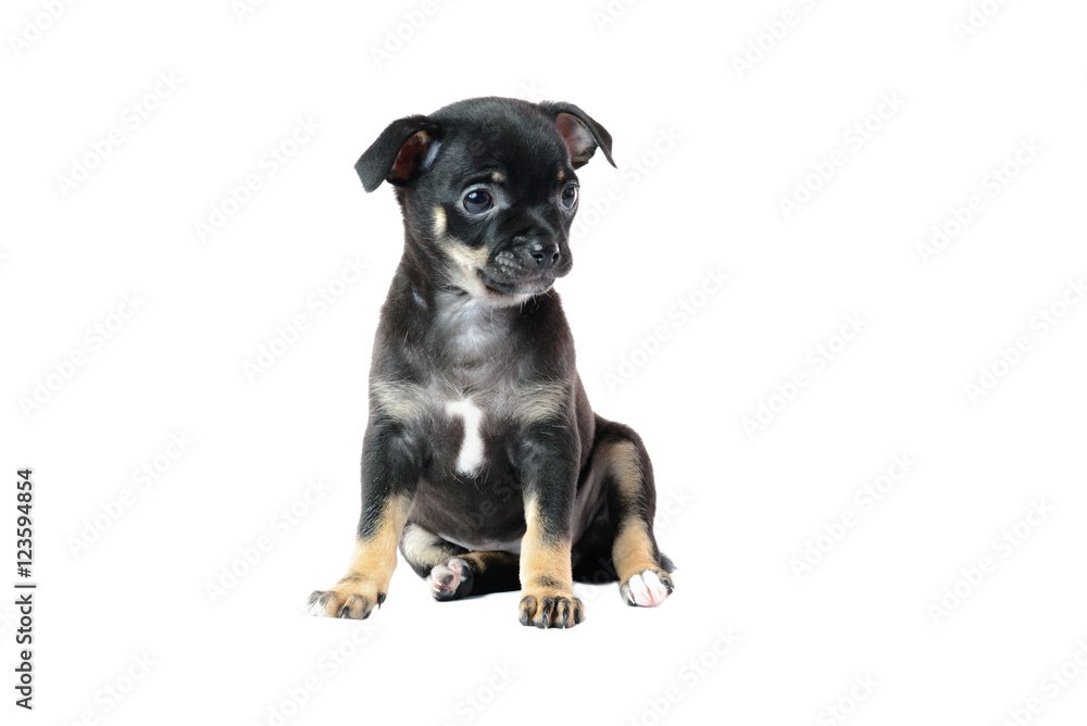Cute black chihuahua puppy, isolated on white background image Cute black chihuahua puppy, isolated on white background image