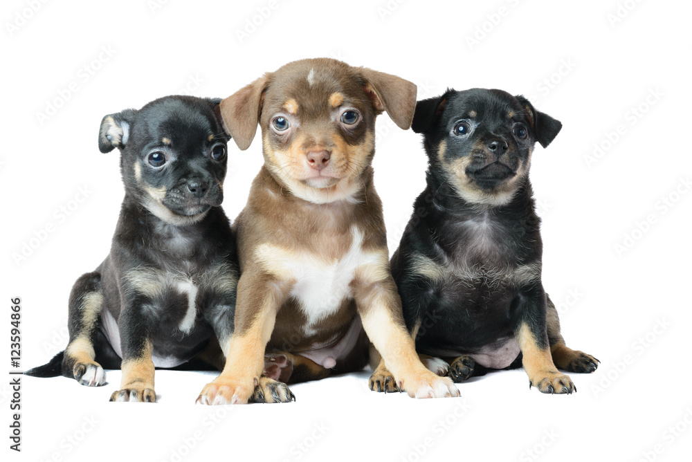 Obraz premium Nice one brown and two black Chihuahua puppy, isolated on a whit